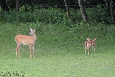 White-Tailed Deer