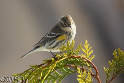 Birds In My Back Yard II