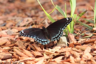 red-spotted purple 001.jpg