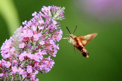 Hummingbird Moth