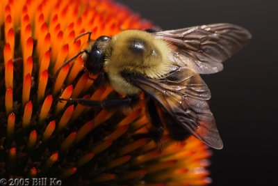 bumblebee 002.jpg