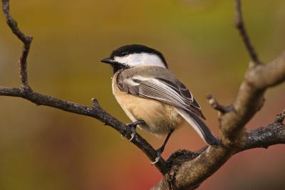 chickadee 050.jpg