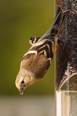 goldfinch 063.jpg