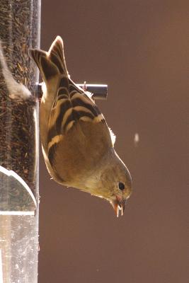 goldfinch 064.jpg