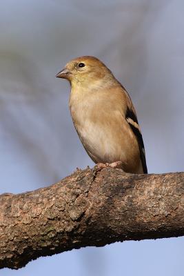 goldfinch 065.jpg