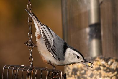 white-breasted nuthatch 042.jpg