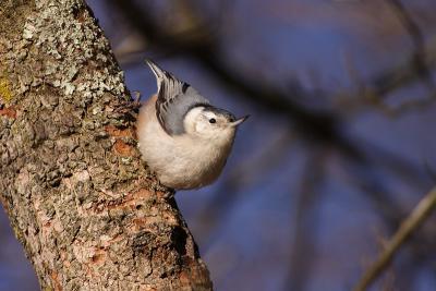 white-breasted nuthatch 043.jpg
