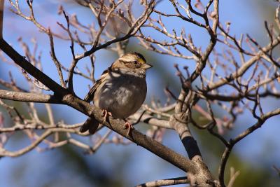 white throated sparrow 009.jpg