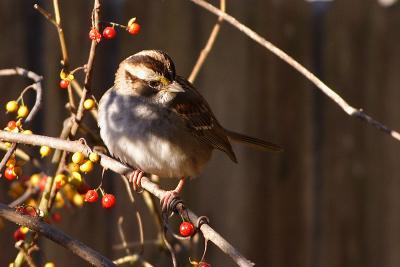 white throated sparrow 008.jpg