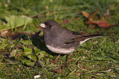 dark-eyed junco 025.jpg