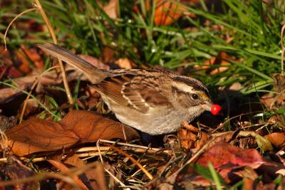 white throated sparrow 010.jpg