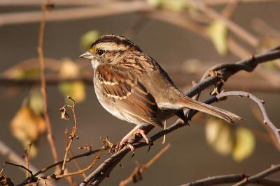 white throated sparrow 011.jpg