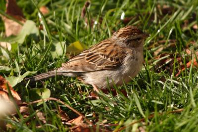 chipping sparrow 002.jpg