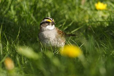 white throated sparrow 037.jpg