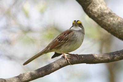 white throated sparrow 038.jpg