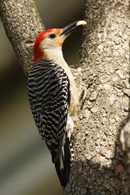 red-bellied woodpecker 026.jpg