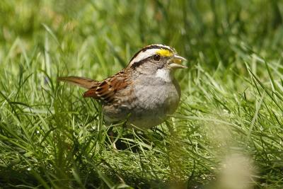 white throated sparrow 039.jpg