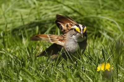 white throated sparrow 040.jpg