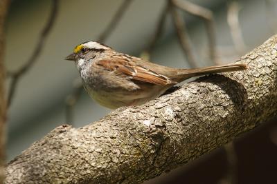 white throated sparrow 041.jpg