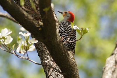 red-bellied woodpecker 027.jpg