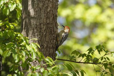 red-bellied woodpecker 028.jpg