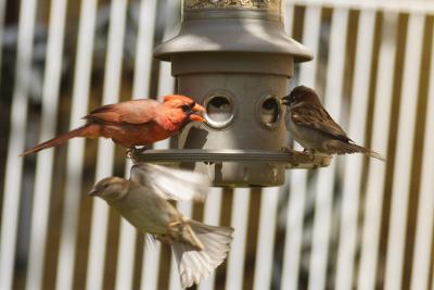 Aggression at the Feeder