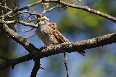 white throated sparrow 042.jpg