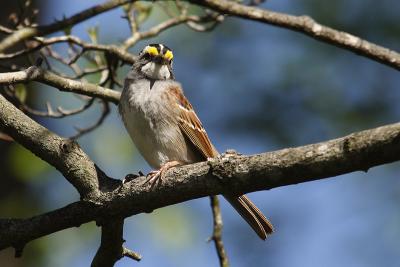 white throated sparrow 043.jpg