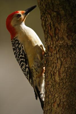 red-bellied woodpecker 029.jpg