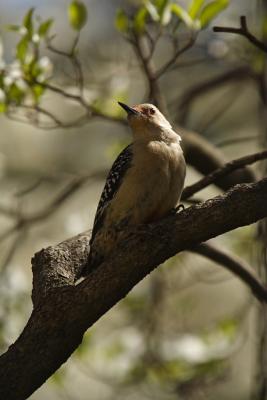 red-bellied woodpecker 030.jpg