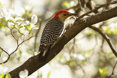red-bellied woodpecker 031.jpg