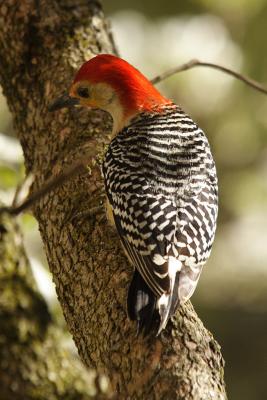 red-bellied woodpecker 032.jpg