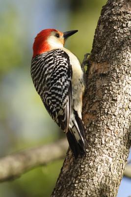 red-bellied woodpecker 033.jpg