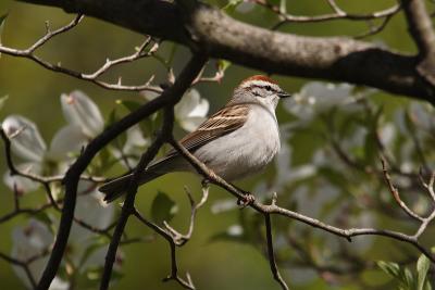 chipping sparrow 007.jpg