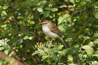 chipping sparrow 008.jpg
