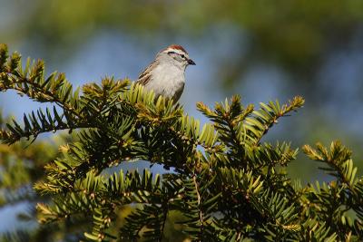 chipping sparrow 009.jpg