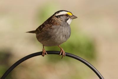 white throated sparrow 044.jpg