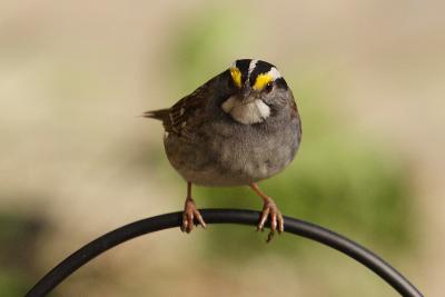 white throated sparrow 045.jpg