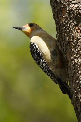red-bellied woodpecker 036.jpg