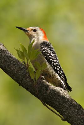 red-bellied woodpecker 037.jpg