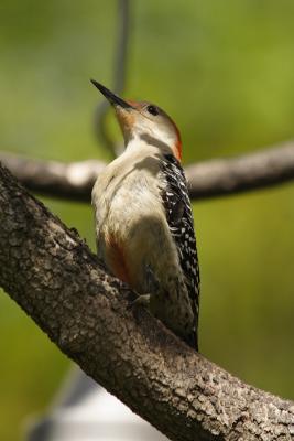 red-bellied woodpecker 038.jpg