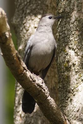 gray catbird 010.jpg