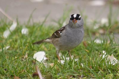 white-crowned sparrow 001.jpg