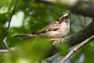 house sparrow 066.jpg