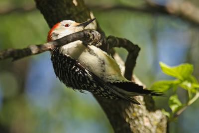 red-bellied woodpecker 041.jpg