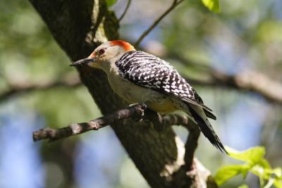 red-bellied woodpecker 042.jpg