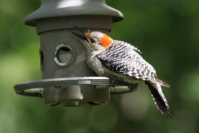 red-bellied woodpecker 043.jpg