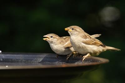 house sparrow 069.jpg