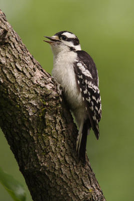 downy woodpecker 088.jpg