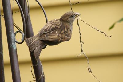 house sparrow 072.jpg